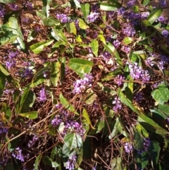 Hardenbergia violacea (False Sarsaparilla) at Pollinator-friendly garden Conder - 11 Aug 2023 by member2022