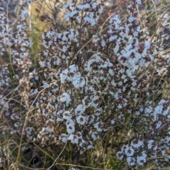 Leucopogon attenuatus (Small-leaved Beard Heath) at Paddys River, ACT - 11 Aug 2023 by JP95