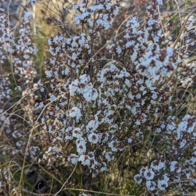 Leucopogon attenuatus (Small-leaved Beard Heath) at Paddys River, ACT - 11 Aug 2023 by JP95