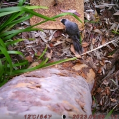 Manorina melanocephala (Noisy Miner) at Australian National University - 11 Aug 2023 by Dooley