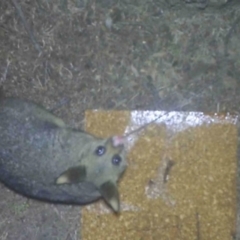 Trichosurus vulpecula (Common Brushtail Possum) at Acton, ACT - 5 Aug 2023 by IanGriek