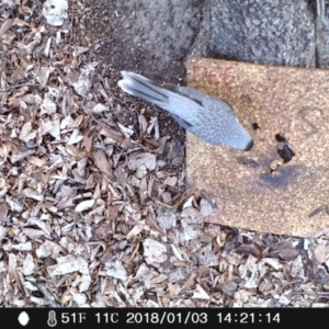 Manorina melanocephala at Acton, ACT - 3 Jan 2018 02:21 PM