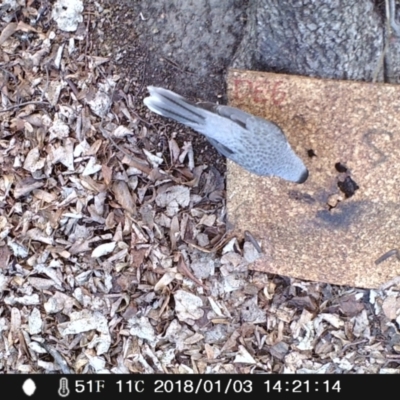 Manorina melanocephala (Noisy Miner) at Australian National University - 3 Jan 2018 by Tinkerbell