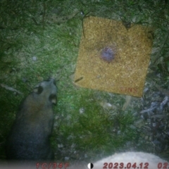 Trichosurus vulpecula (Common Brushtail Possum) at Lower Borough, NSW - 7 Aug 2023 by saraschneidermann