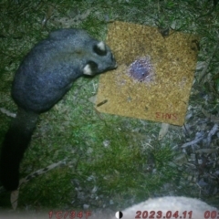 Trichosurus vulpecula (Common Brushtail Possum) at Acton, ACT - 7 Aug 2023 by MLC1803