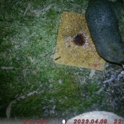 Trichosurus vulpecula (Common Brushtail Possum) at Acton, ACT - 5 Aug 2023 by evy