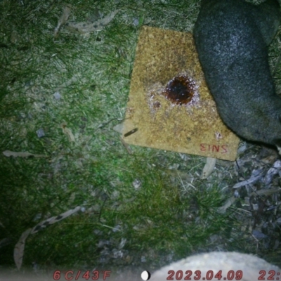 Trichosurus vulpecula (Common Brushtail Possum) at Australian National University - 5 Aug 2023 by evy