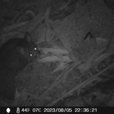 Trichosurus vulpecula (Common Brushtail Possum) at Australian National University - 5 Aug 2023 by rwornerbutcher