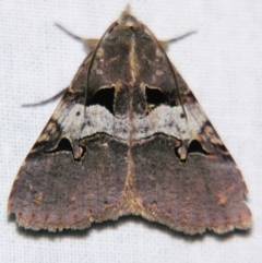 Avatha discolor (Dimorphic Statusmoth) at Sheldon, QLD - 10 Jun 2007 by PJH123