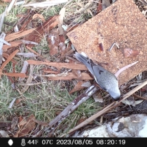 Manorina melanocephala at Acton, ACT - 5 Aug 2023 08:20 AM