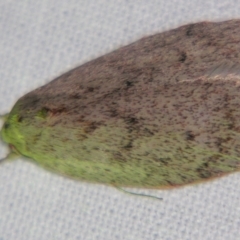 Heliocausta undescribed species (A concealer moth) at Sheldon, QLD - 10 Jun 2007 by PJH123