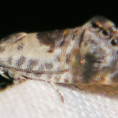 Eupselia carpocapsella (Common Eupselia Moth) at Sheldon, QLD - 10 Jun 2007 by PJH123