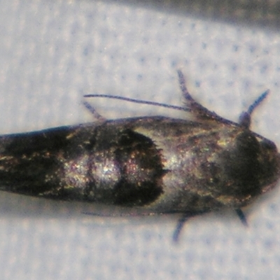 Eupselia holoxantha (Hypertrophidae) at Sheldon, QLD - 10 Jun 2007 by PJH123