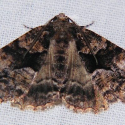 Gastrina cristaria (Wave-lined Geometrid) at Sheldon, QLD - 10 Jun 2007 by PJH123