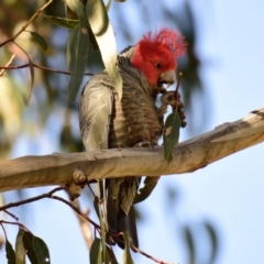 Callocephalon fimbriatum (Gang-gang Cockatoo) at Belconnen, ACT - 11 Aug 2023 by Thurstan