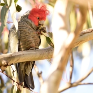 Callocephalon fimbriatum at Belconnen, ACT - suppressed