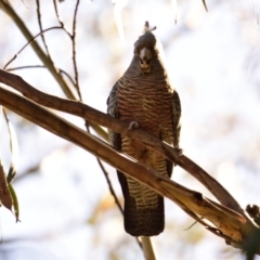 Callocephalon fimbriatum at Belconnen, ACT - suppressed