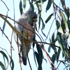 Callocephalon fimbriatum at Belconnen, ACT - suppressed