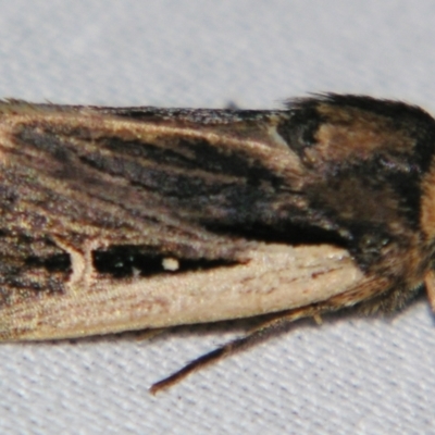 Proteuxoa tortisigna (Streaked Rictonis Moth) at Sheldon, QLD - 10 Jun 2007 by PJH123