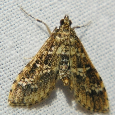 Samea multiplicalis (Salvinia Moth) at Sheldon, QLD - 10 Jun 2007 by PJH123