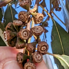 Unidentified Gum Tree at Lions Youth Haven - Westwood Farm A.C.T. - 11 Aug 2023 by HelenCross