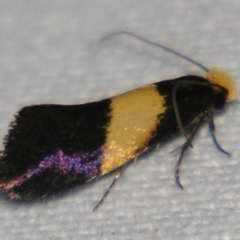 Edosa purella (Tineid Moth) at Sheldon, QLD - 15 Jun 2007 by PJH123