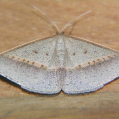 Epidesmia tryxaria (Neat Epidesmia) at Sheldon, QLD - 15 Jun 2007 by PJH123