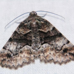 Gastrina cristaria (Wave-lined Geometrid) at Sheldon, QLD - 15 Jun 2007 by PJH123