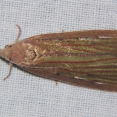 Tirathaba rufivena (Greater Coconut Spike Moth) at Sheldon, QLD - 15 Jun 2007 by PJH123