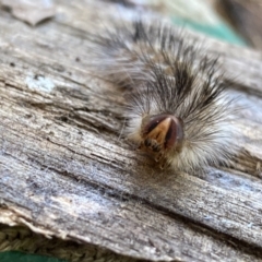 Anthela (genus) at Burradoo, NSW - 30 Jul 2023 by GlossyGal