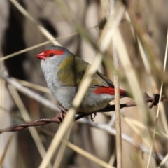 Neochmia temporalis (Red-browed Finch) at Gilmore, ACT - 11 Aug 2023 by RodDeb