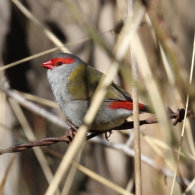 Neochmia temporalis (Red-browed Finch) at Gilmore, ACT - 11 Aug 2023 by RodDeb
