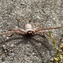Isopeda villosa (Brown Huntsman Spider) at Burradoo, NSW - 6 Aug 2023 by GlossyGal