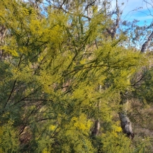 Acacia boormanii at O'Malley, ACT - 11 Aug 2023 04:32 PM