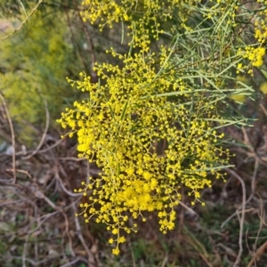 Acacia boormanii at O'Malley, ACT - 11 Aug 2023 04:32 PM