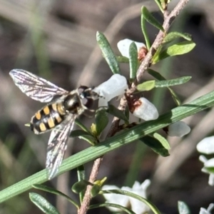 Simosyrphus grandicornis at Campbell, ACT - 11 Aug 2023 03:00 PM