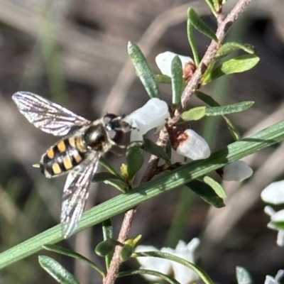 Simosyrphus grandicornis (Common hover fly) at Campbell, ACT - 11 Aug 2023 by Pirom