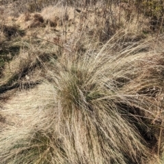 Poa labillardierei (Common Tussock Grass, River Tussock Grass) at Tharwa, ACT - 11 Aug 2023 by JP95