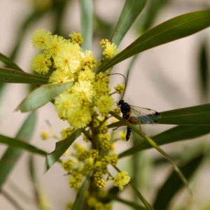 Echthromorpha intricatoria at Stromlo, ACT - 6 Aug 2023