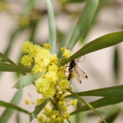 Echthromorpha intricatoria at Stromlo, ACT - 6 Aug 2023 01:12 PM