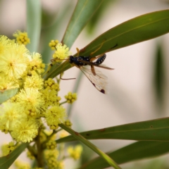 Echthromorpha intricatoria at Stromlo, ACT - 6 Aug 2023