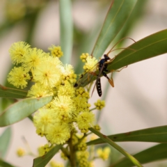 Echthromorpha intricatoria at Stromlo, ACT - 6 Aug 2023