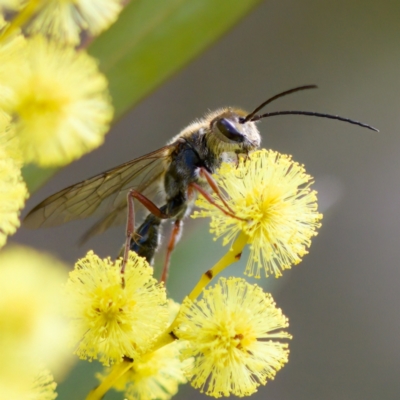 Thynninae (subfamily) (Smooth flower wasp) at Stromlo, ACT - 6 Aug 2023 by KorinneM