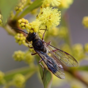 Thynninae (subfamily) at Uriarra Recreation Reserve - 6 Aug 2023 01:26 PM