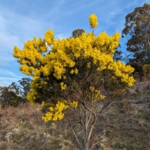 Acacia boormanii at Tuggeranong, ACT - 11 Aug 2023 04:38 PM