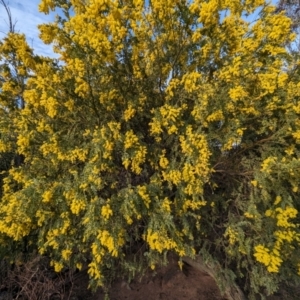 Acacia vestita at Tuggeranong, ACT - 11 Aug 2023