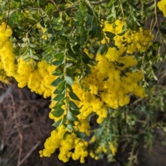 Acacia vestita at Tuggeranong, ACT - 11 Aug 2023