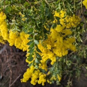 Acacia vestita at Tuggeranong, ACT - 11 Aug 2023