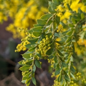 Acacia vestita at Tuggeranong, ACT - 11 Aug 2023