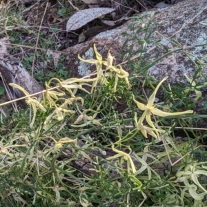 Clematis leptophylla at Tuggeranong, ACT - 11 Aug 2023 04:49 PM